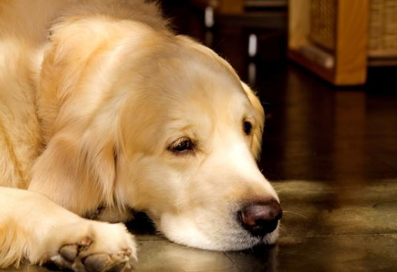 狗狗心理受傷後的反應，你注意到了嗎？