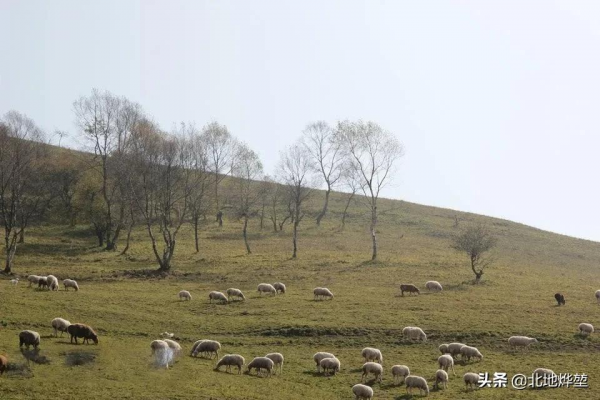 分享一組關山牧場的原生態秋景 分享一組關山牧場的原生態秋景