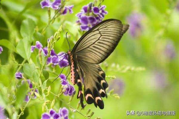 什麼是傳粉昆蟲？