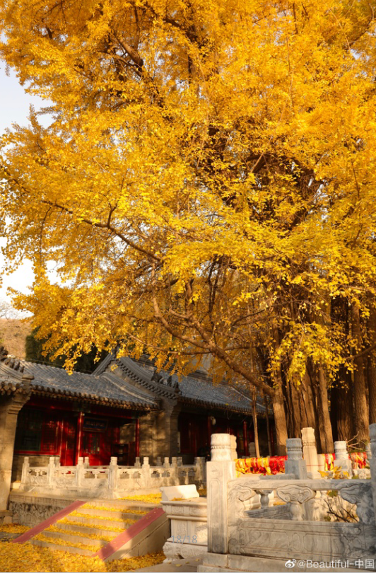 京郊藏了一條絕美國道，承包了京城最美秋色，秋意正濃，如詩如畫