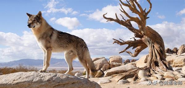 心機野狼如何被“招安”成了溫順家犬:很多時候,就是餓的 心機野狼如何被“招安”成了溫順家犬:很多時候,就是餓的