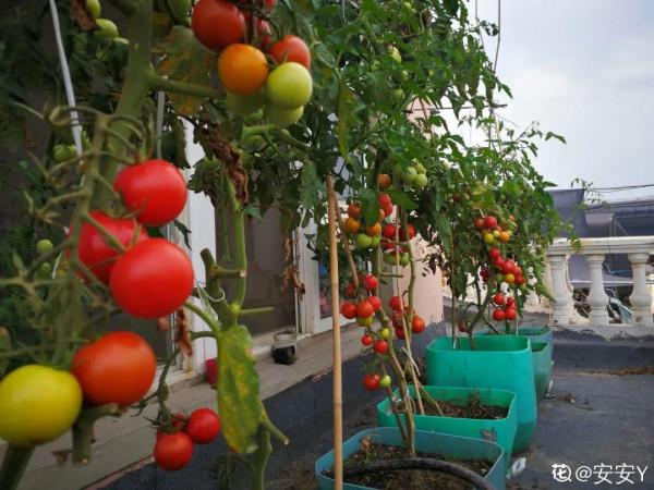 50種花春天播種，長滿小院子，能開一整年