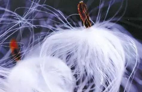 世界金獎醉美的花卉