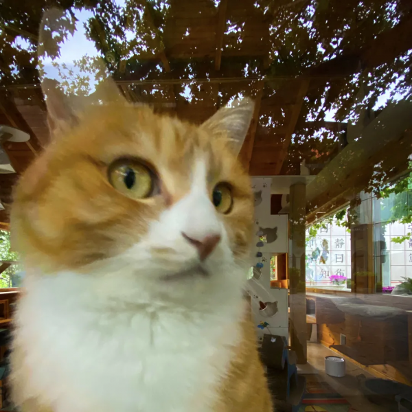 聽說我沒有脖子? 聽說我沒有脖子?