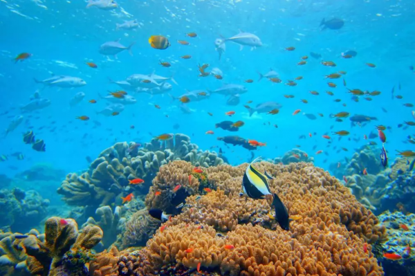 仙本那,與鯨鯊共舞,住水上木屋 仙本那,與鯨鯊共舞,住水上木屋