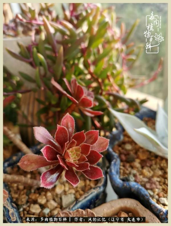 大千世界，與多肉共享