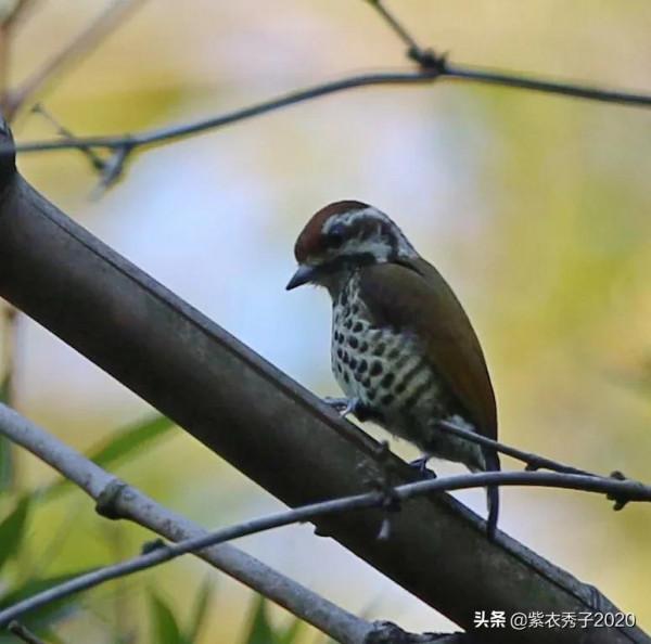 斑姬啄木鳥