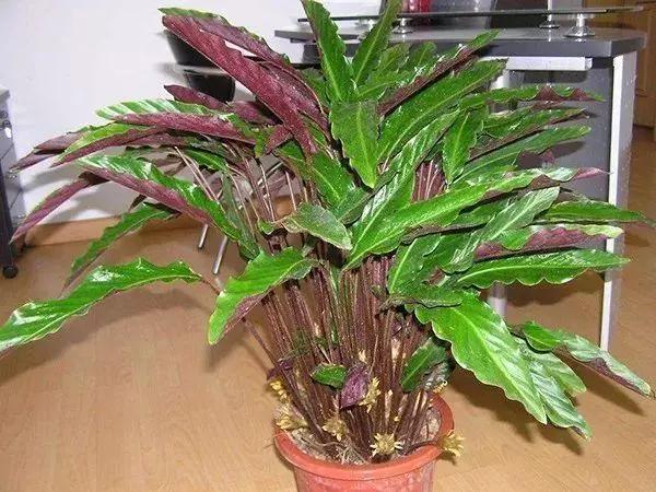 這些花草難過冬，現在就要注意了