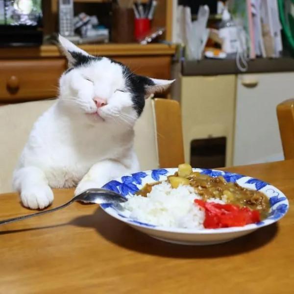 世界上還有這樣不饞嘴的貓咪？我不信