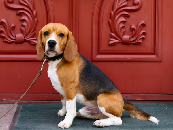 回家看到狗子蹲在門口,以為它想我,是我自作多情了 回家看到狗子蹲在門口,以為它想我,是我自作多情了