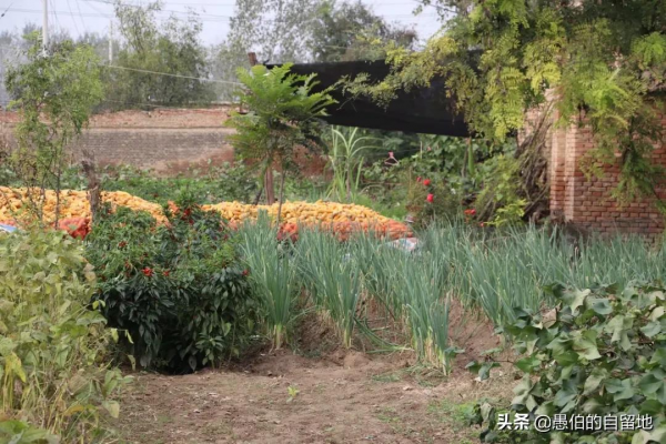 這才是真實的十月鄉村，純樸而美好，看後彷彿回了一次老家