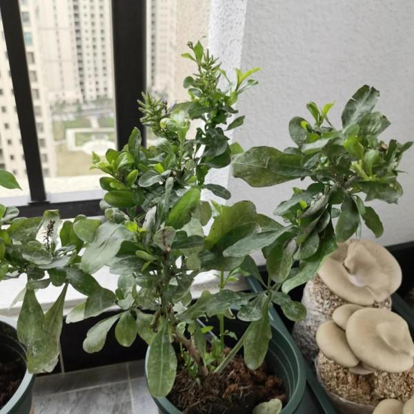 陽臺植物生長日記_第6天