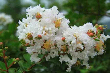 分享——紫薇花