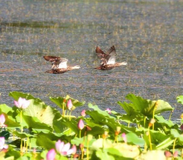 斑嘴鴨：中國家鴨祖先之一
