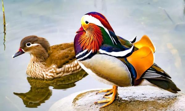 鴛鴦鳥精美圖片