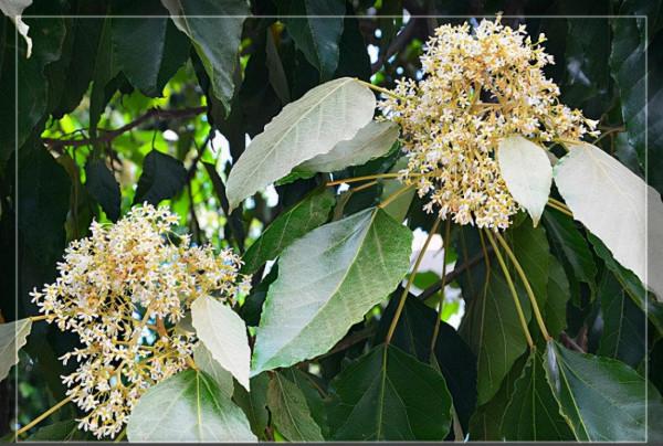 柴油生物新成員—石慄樹植物非試管高效快繁技術快速繁殖石慄樹 柴油生物新成員—石慄樹植物非試管高效快繁技術快速繁殖石慄樹