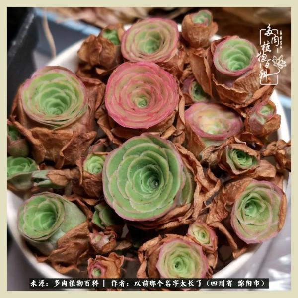 我只在乎你!以愛之名種下玫瑰一片 我只在乎你!以愛之名種下玫瑰一片