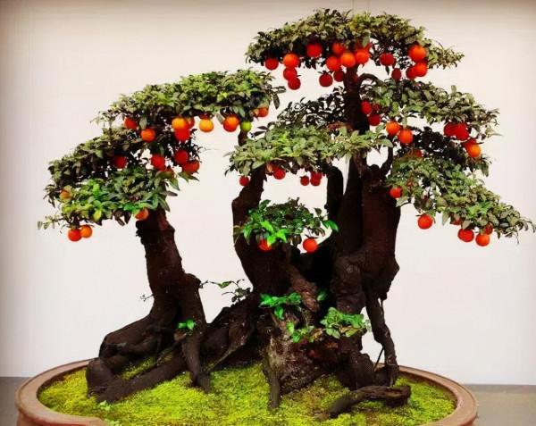 “壽命長”的11種花，好養寓意好，越養越值錢