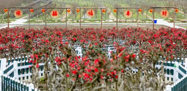 「問花村」暗香湧動！千畝梅花盛開啦