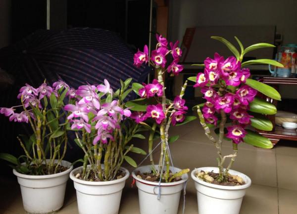 九種“耐陰花”,有點散光就能長,放在家裡“超有範” 九種“耐陰花”,有點散光就能長,放在家裡“超有範”