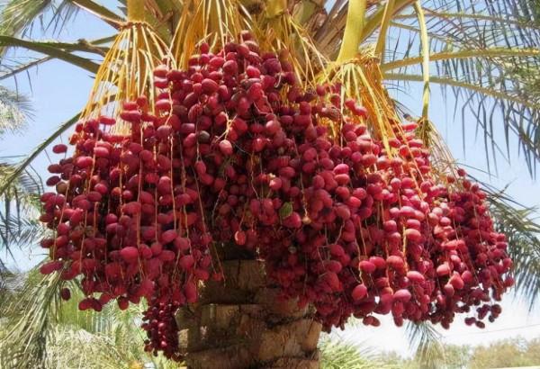 3萬年後仍復生！科學家將3萬年前的種子培植成活，開的花卻已不同