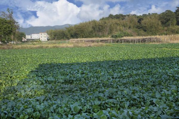 英德特產——白菜乾