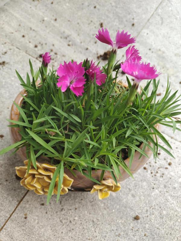 沐錦的生活日記~養花 沐錦的生活日記~養花