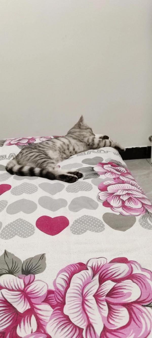 我家二毛美眉的日常（睡覺篇）