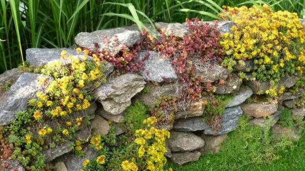 你認識花園牆嗎？一起來看看如何建造一面花園牆