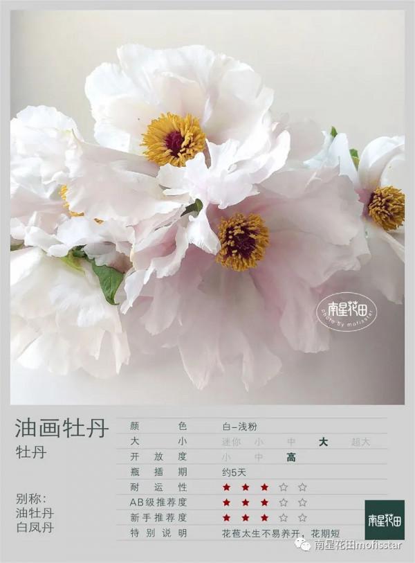 油畫牡丹 &CenterDot; 羽衣霓裳