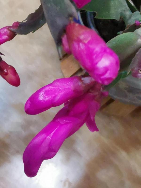 蟹爪蘭花開同樣值得讚美