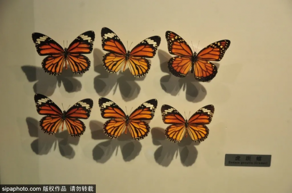 虎年頂流你看了嗎？這份北京觀虎指南請收下！