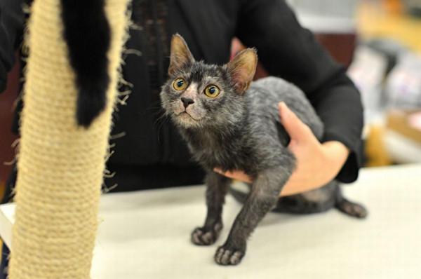 “狼貓”是什麼動物？長得像貓，性格像狗，售價上萬