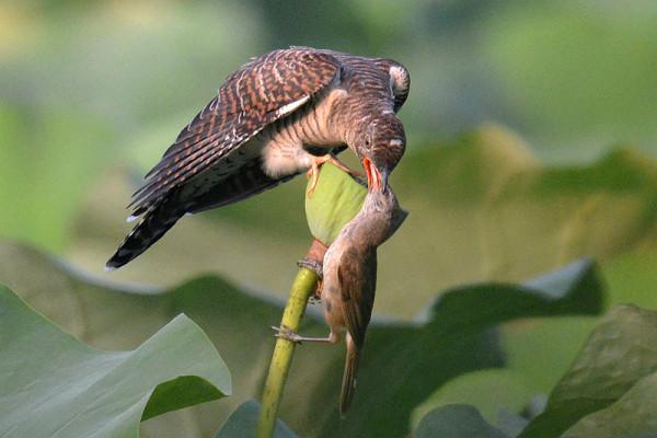 杜鵑鳥的蛋到底下到哪裡了？作業本上的記錄顯示似乎不是在封封