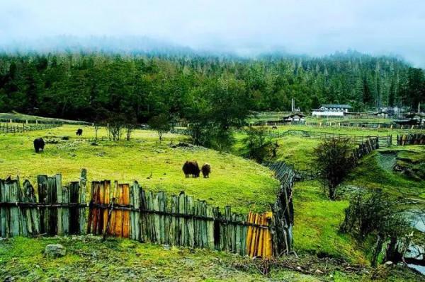 川藏線(318) 騎行第二十二天 通麥一魯朗