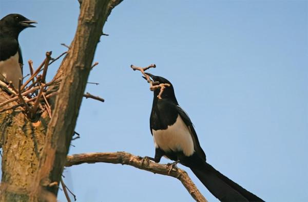 聰明的喜鵲可是&OpenCurlyDoubleQuote;高階建築師&rdquo;，它的窩外表粗糙內部奢華，扛風雪