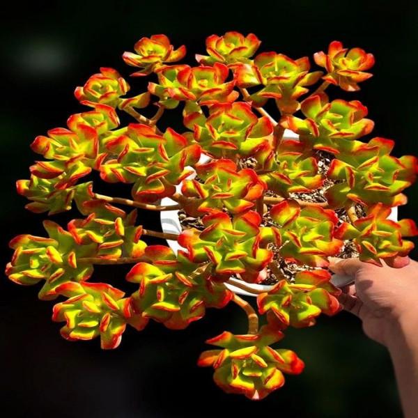 &OpenCurlyDoubleQuote;客廳養樹，十有九富&rdquo;，花友：不是迷信，是老祖先的經驗