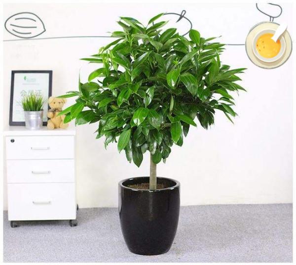 客廳見樹，家興人旺！6種“吉利樹”，好養寓意好，還能養身體