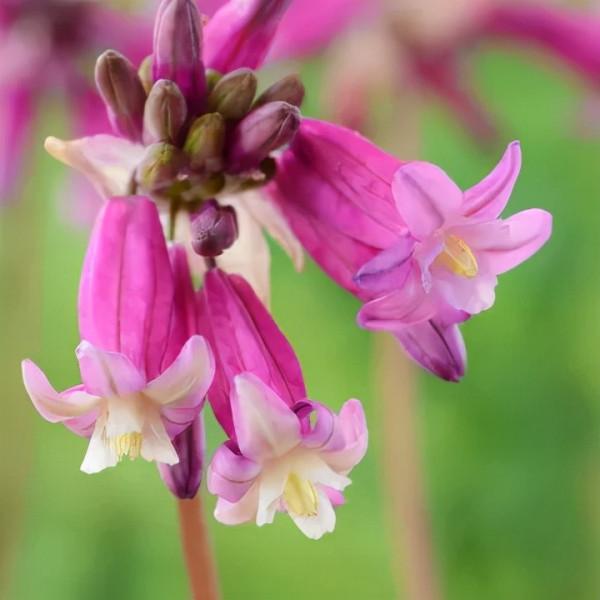 球根種植正當時，這4款稀有球根植物，多年生、復花性