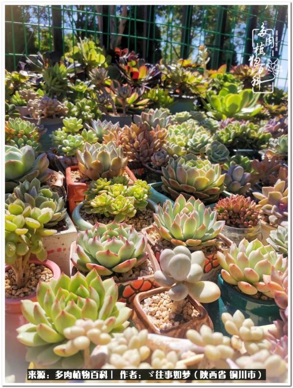 總有一段文字觸動心絃，總有那麼一盆多肉能打動你的心