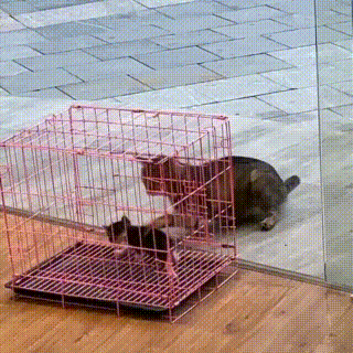 女子撿到一隻小流浪貓,2個小時後母貓找上門:要將小貓歸還嗎? 女子撿到一隻小流浪貓,2個小時後母貓找上門:要將小貓歸還嗎?