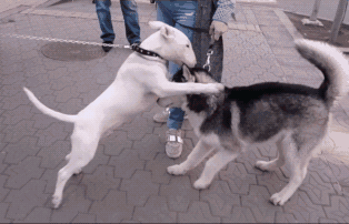 “買狗容易，養狗難”：這幾種狗，勸你還是謹慎購買