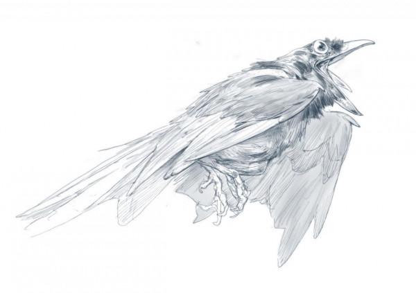 插畫丨evenmehlamundsen作品欣賞