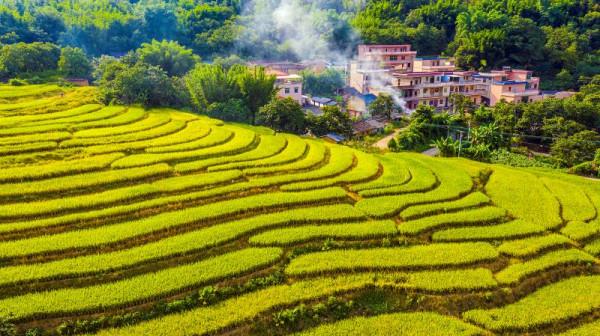 廣州北部有片金黃梯田
