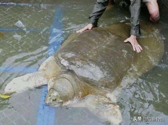 救黿行動:人工繁殖的20只黿放歸自然,能否成功恢復野外種群? 救黿行動:人工繁殖的20只黿放歸自然,能否成功恢復野外種群?