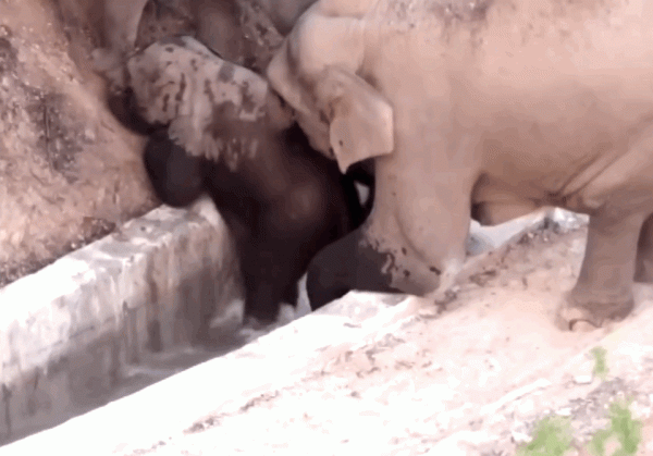 難得一見！40個另類的小象寶寶