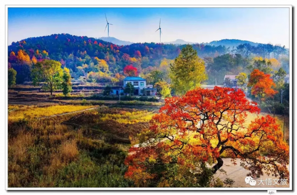看,這就是大悟的秋 看,這就是大悟的秋