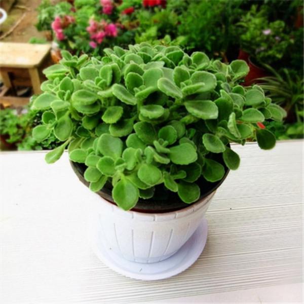 若是發現盆土長出4種“小東西”,建議斷水、換盆,防止根系腐爛 若是發現盆土長出4種“小東西”,建議斷水、換盆,防止根系腐爛