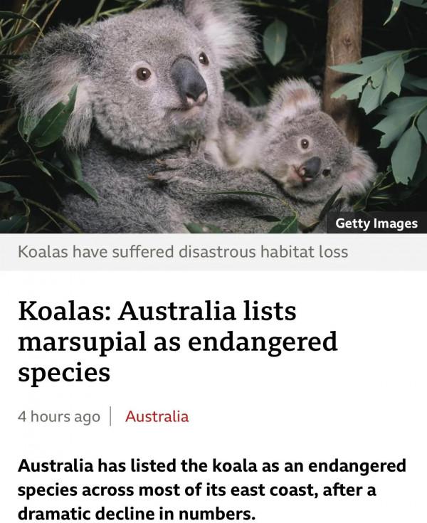 讀BBC學英語：考拉在澳大利亞多州被視為瀕臨滅絕