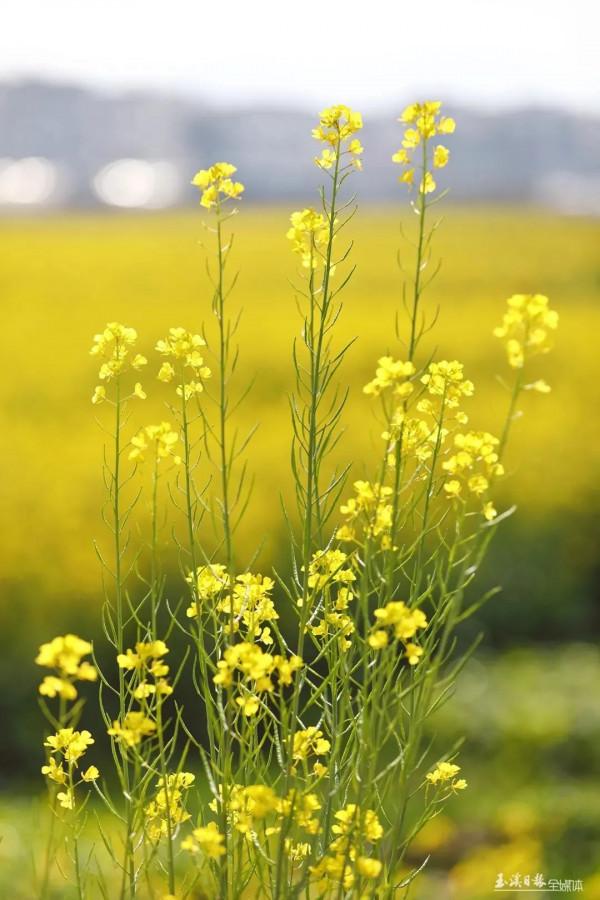 今天，宜到玉溪的油菜花田感受春天